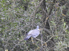 Columba palumbus