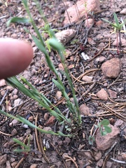 Linum neomexicanum