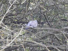 Columba palumbus