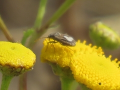 Ortholomus punctipennis