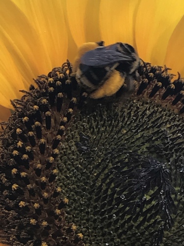 Oblique Longhorn Bee (Epimelissodes obliquus), a species recorded in Oklahoma