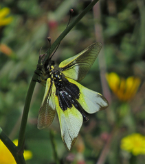 Libelloides baeticus