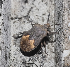 Megymenum brevicorne