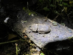 Velutinodorcus carinulatus