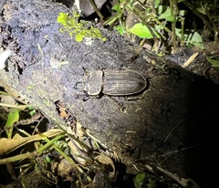 Velutinodorcus carinulatus