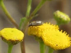 Ortholomus punctipennis