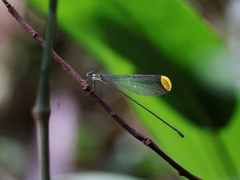 Microstigma rotundatum