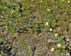 Potentilla argentea