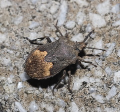 Megymenum brevicorne