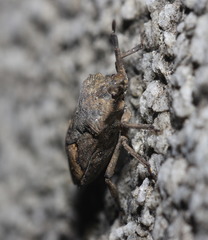 Megymenum brevicorne