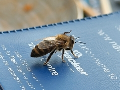 Apis mellifera