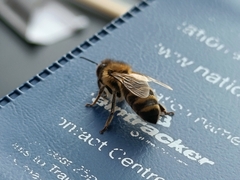 Apis mellifera