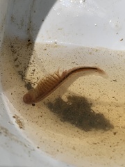 Thamnocephalus platyurus