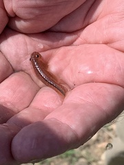 Thamnocephalus platyurus