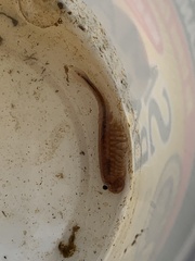 Thamnocephalus platyurus