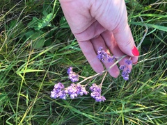 Limonium tomentellum