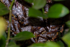 Polistes myersi