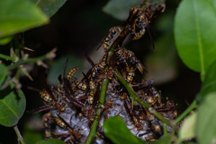 Polistes myersi