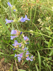 Penstemon virens