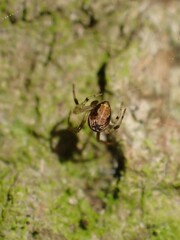Parasteatoda lunata