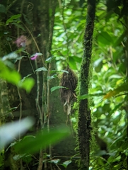 Rhynchocyclus brevirostris