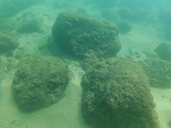 Halichoeres dispilus