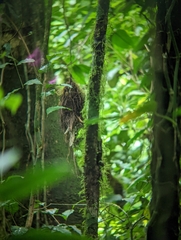 Rhynchocyclus brevirostris