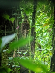 Rhynchocyclus brevirostris