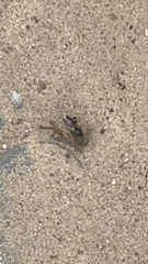 Bicyrtes quadrifasciatus