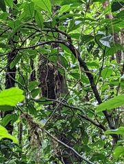 Rhynchocyclus brevirostris