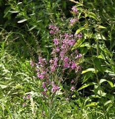 Lythrum virgatum