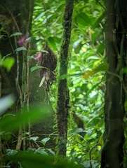 Rhynchocyclus brevirostris