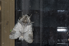 Disparia