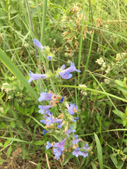 Penstemon virens