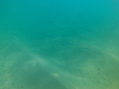 Selar crumenophthalmus