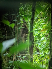 Rhynchocyclus brevirostris