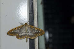 Epobeidia lucifera extranigricans