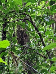 Rhynchocyclus brevirostris