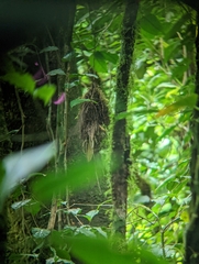 Rhynchocyclus brevirostris