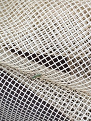 Megaloceroea recticornis