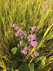 Limonium tomentellum