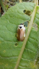 Sphenorhina quadrifera