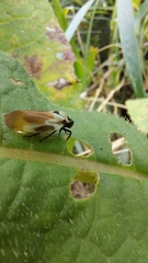 Sphenorhina quadrifera