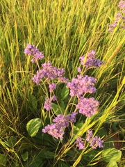 Limonium tomentellum