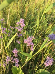Limonium tomentellum