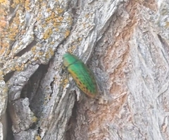 Lamprodila rutilans