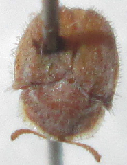 Trichaspis tomentosa