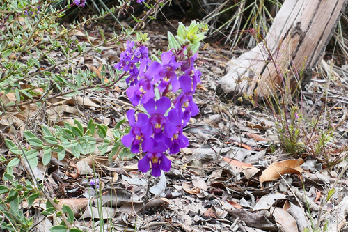 Angelonia blanchetii