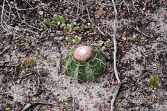 Melocactus paucispinus