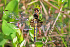 Celithemis martha